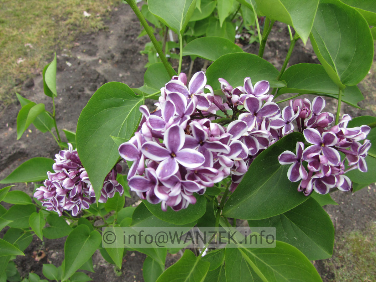 Syringa vulgaris Sensation 07.JPG